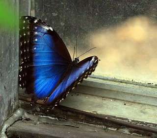 borboleta_azul-na-janela